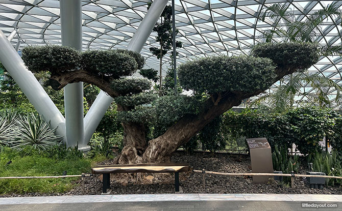 Other Things to Look Out for Within Canopy Park Jewel Changi Airport