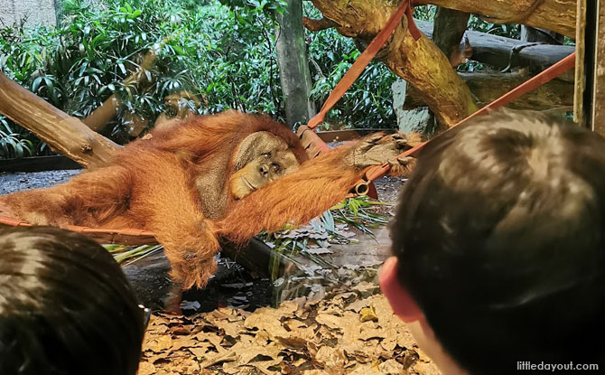 charlie-orangutan-zoo