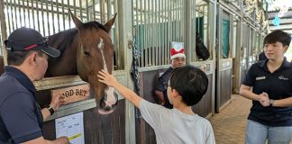 Christmas At The Stables: A Meaningful Yuletide With Horses