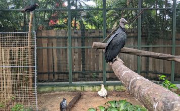 aviary jurong reserves