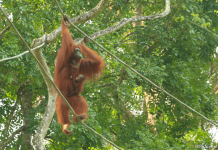 Amazing Guide To Singapore Zoo: Shows, Animals, Tickets & More [Updated 2024]