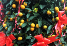 Tangerine plant for Chinese New Year