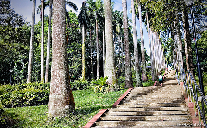 Trees with paved steps