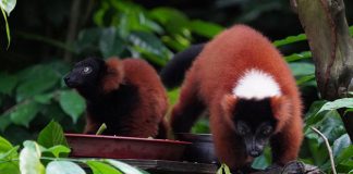 Singapore Zoo Welcomes Twin Red Ruffed Lemurs