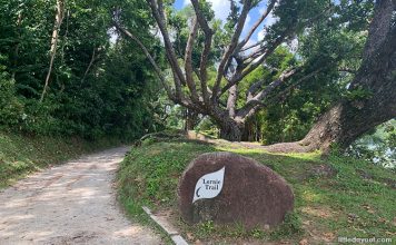 3 Levels Of MacRitchie Trails & Walks: From Easy To Difficult - Little ...