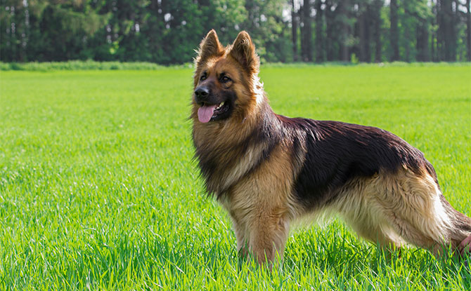 German Shepherd