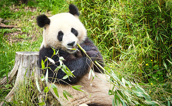 Giant Panda