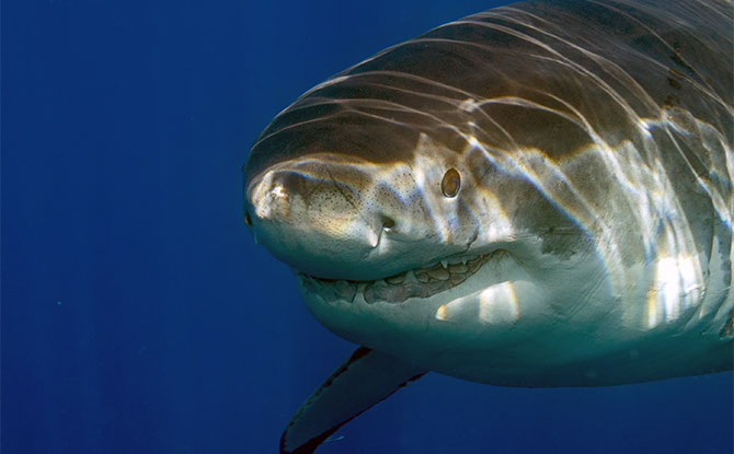 Great White Shark