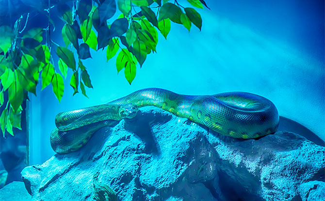 Green Anaconda