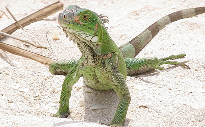 Green Iguana