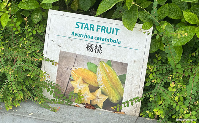 Star Fruit