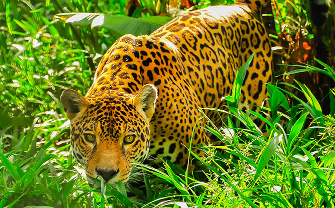 Even more interesting facts about jaguars