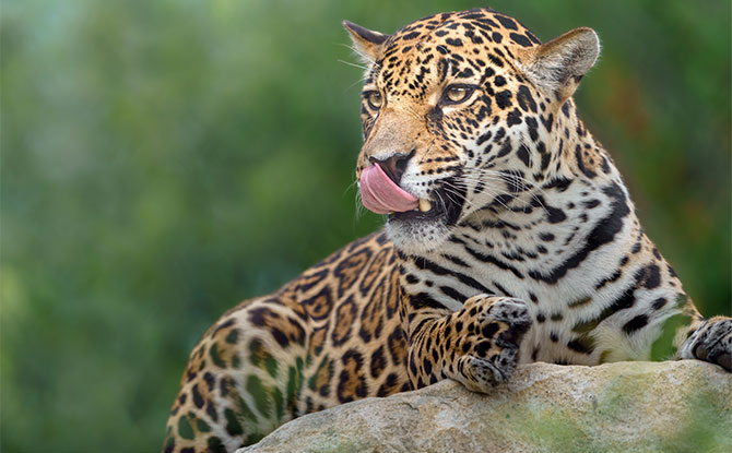 Interesting Jaguar Facts For Kids
