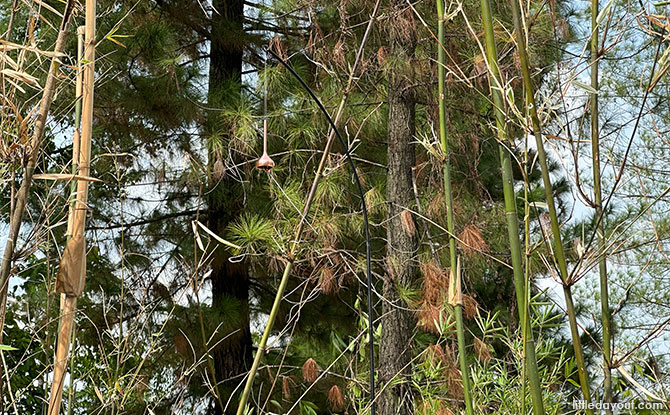 Quiet bells chime in the wind