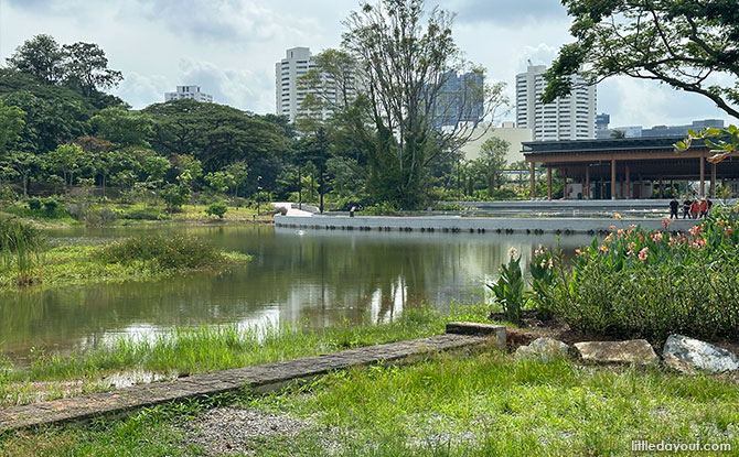 Water Lily Garden