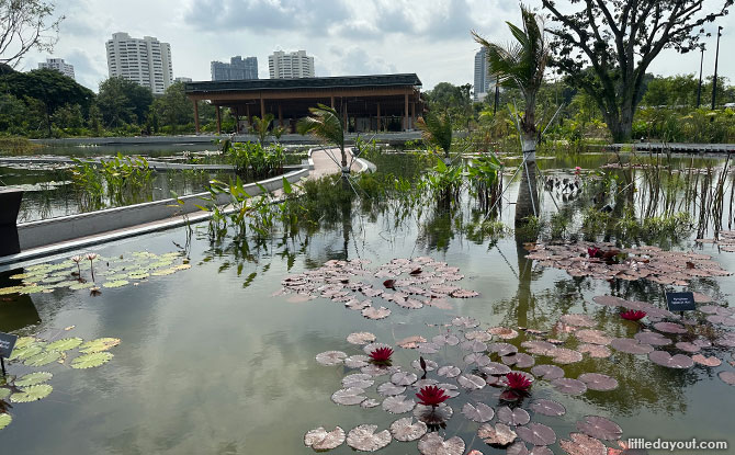 Japanese Garden: A Tranquil Spot at Jurong Lake Gardens