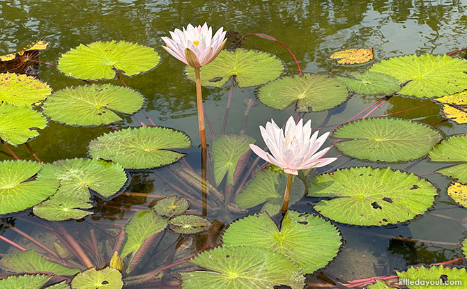 Water lilies