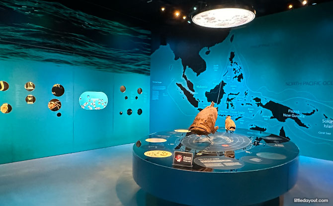 Fish gallery