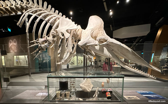 Sperm whale at Lee Kong Chian Natural History Museum