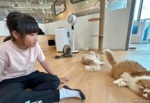 13 Cat Cafes In Singapore For The Purr-fect Hangout