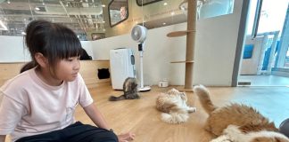 Cat Cafes In Singapore For The Purr-fect Hangout