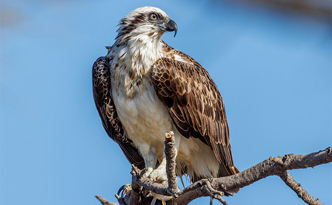 Osprey