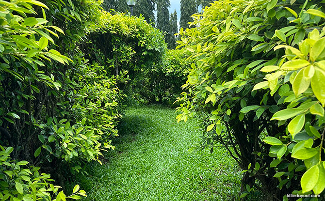 Navigating the Maze in Pasir Ris Park