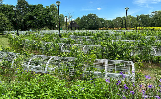 Low hedge maze at Pasir Ris Park