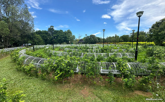 Low Maze at Pasir Ris Park