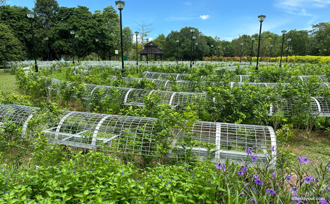 Metal frame maze at Pasir Ris Park