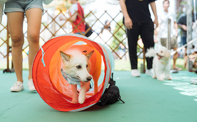 Have a Blast at Northshore Plaza's Pawsome Garden Party on 3 Nov