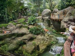 Rainforest Wild Asia, New Wildlife Park, To Open In March 2025