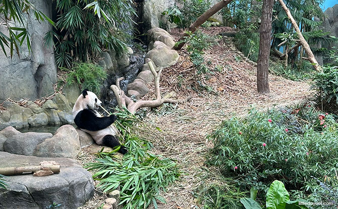 Yangtze River and Giant Panda Forest