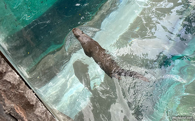 Giant River Otters