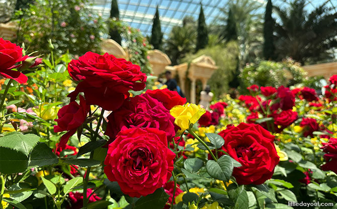 Rose Romance 2024: Rare Blooms & The Wonders Of Türkiye