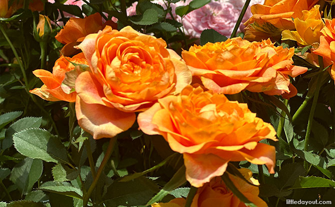 Rare Roses at the Flower Dome's Rose Romance 