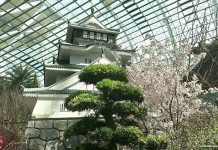 Sakura 2025 At Gardens By The Bay: Cherry Blossoms & Hidden Gems of Fukuoka Prefecture At The Flower Dome