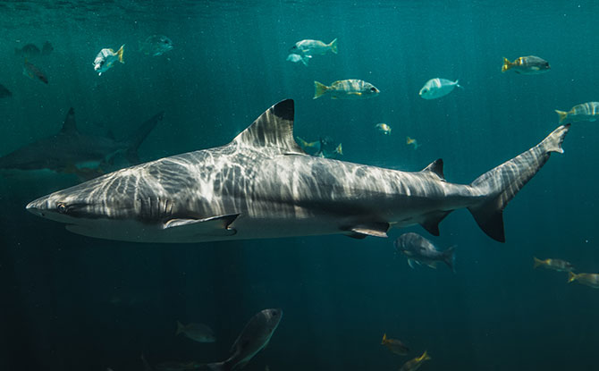 37 Interesting Shark Facts For Kids