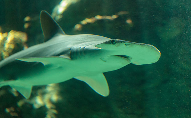 Fun and Interesting Shark Facts for Kids