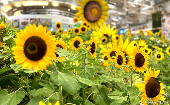 Changi Airport Launches World's Largest Sunflower Display At An Airport