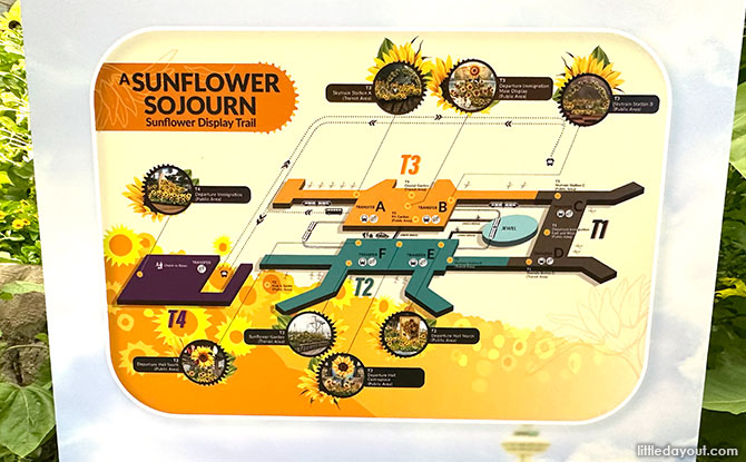 Sunflower-themed activities for Transit Passengers