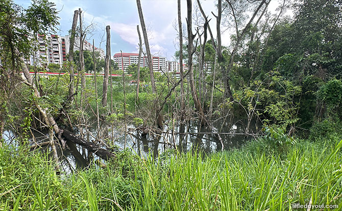 Pond at Tampines Eco Green