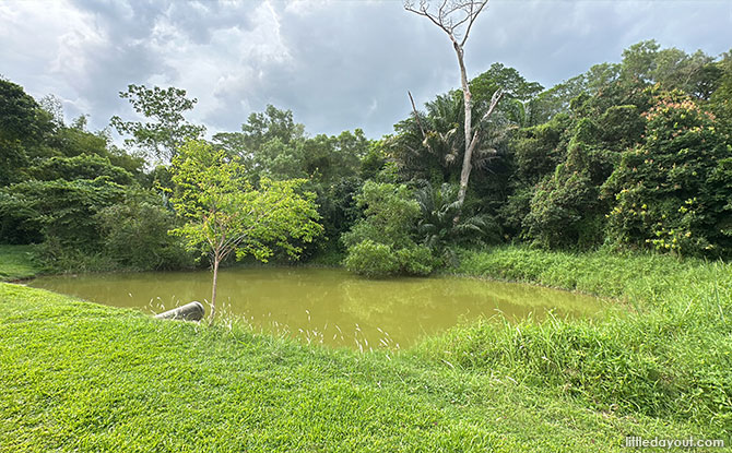 Pond at Tampines Eco Green