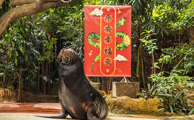 Auspicious Greetings at Splash Safari